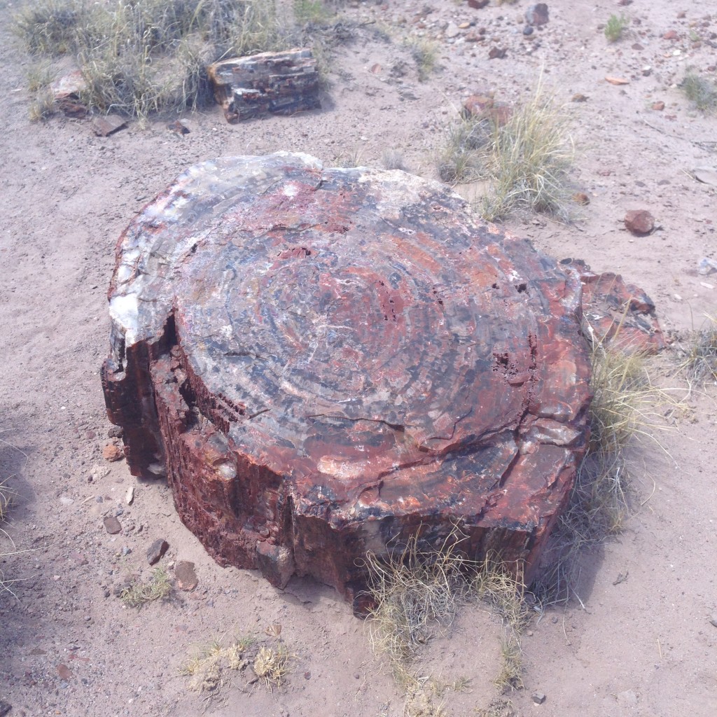 Petrified wood