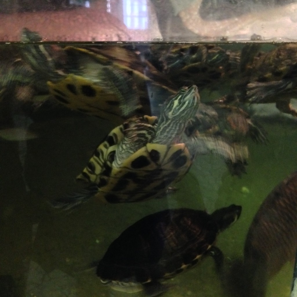 Turtles at St. Louis City Museum