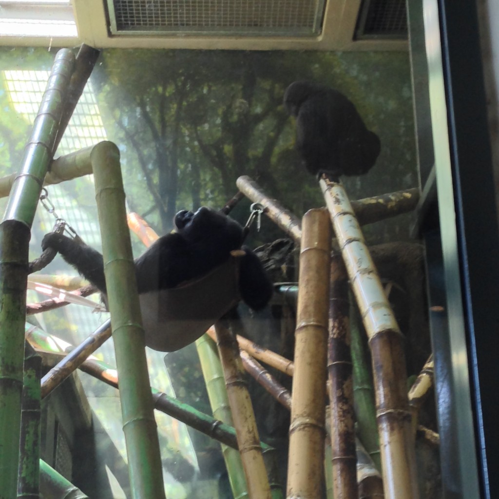 Gorilla lounging in a hammock at the Lincoln Park Zoo